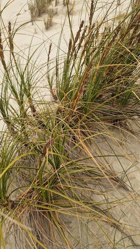 Ficinia spiralis observed 2026-10-21