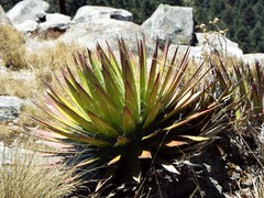 Agave filifera