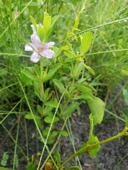 Dyschoriste oblongifolia