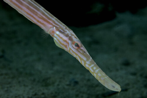 Aulostomus chinensis observed 2026-10-20