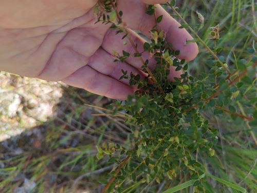 Pultenaea gunnii observed 2026-10-21