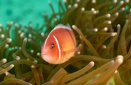 Amphiprion perideraion observed 2026-10-20