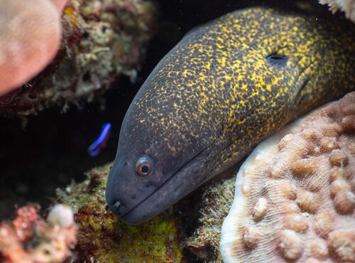 Gymnothorax flavimarginatus observed 2026-10-20