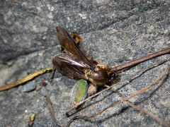 Dorylus orientalis