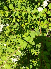 Spiraea × vanhouttei