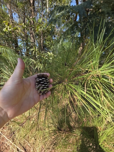 Pinus echinata, 2026-10-20