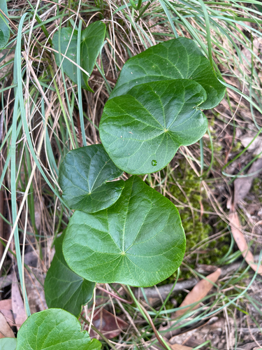 Stephania japonica observed 2026-10-21