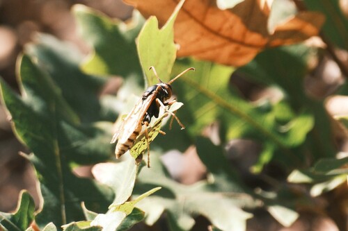 Polistes aurifer observed 2026-10-20