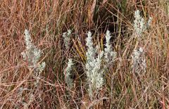 Helichrysum aureonitens