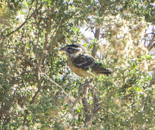 Pheucticus melanocephalus observed 2026-10-20