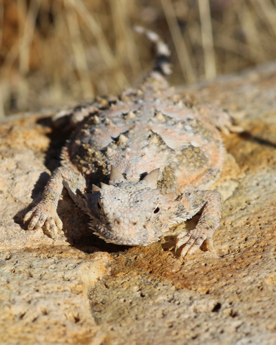 Phrynosoma platyrhinos, 2026-10-18