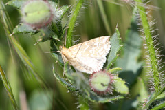 Evergestis frumentalis