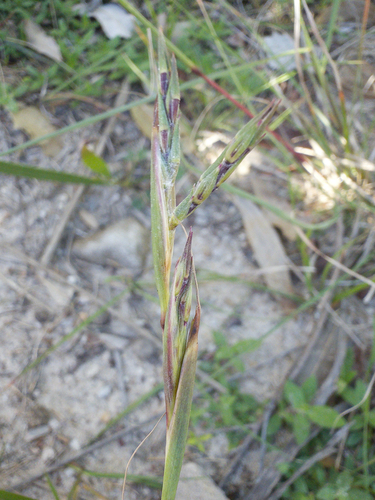 Cymbopogon refractus observed 2026-10-20