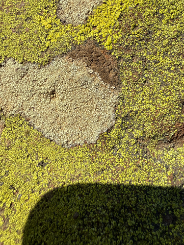 Soil Paint Lichen