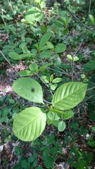 Frangula alnus