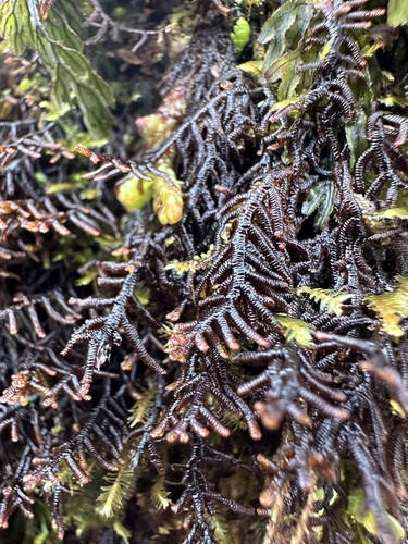 Frullania apiculata observed 2026-10-18