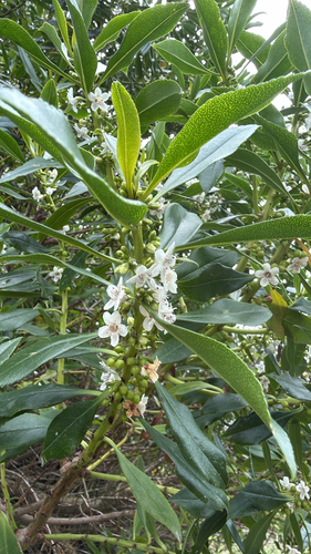 Myoporum laetum observed 2026-10-21