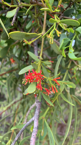 Amyema miraculosa, 2026-10-21