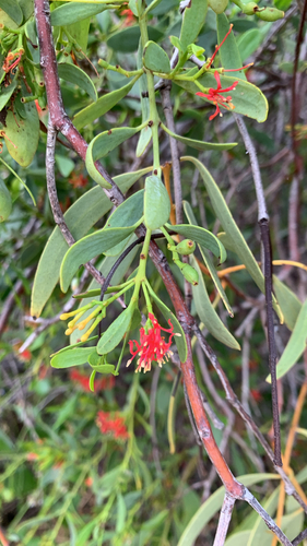 Amyema miraculosa, 2026-10-21