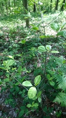 Frangula alnus
