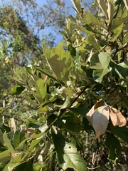 Brachylaena transvaalensis