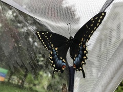 Papilio polyxenes