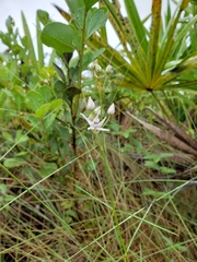 Asclepias feayi image