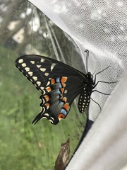 Papilio polyxenes