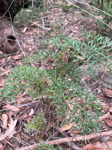 Lomatia silaifolia observed 2026-10-21
