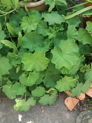 Alchemilla mollis