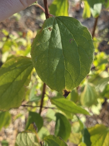 Philadelphus lewisii, 2026-10-20