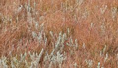 Helichrysum aureonitens