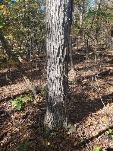 Carya glabra, 2026-10-20