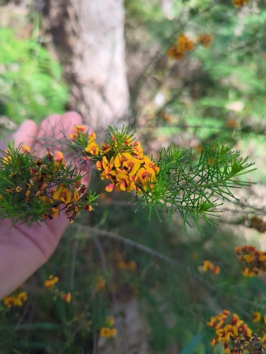 Dillwynia cinerascens, 2026-10-21