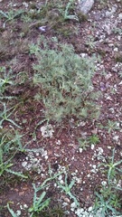 Lupinus arboreus
