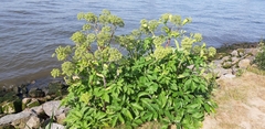 Angelica archangelica