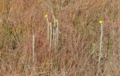 Helichrysum glomeratum