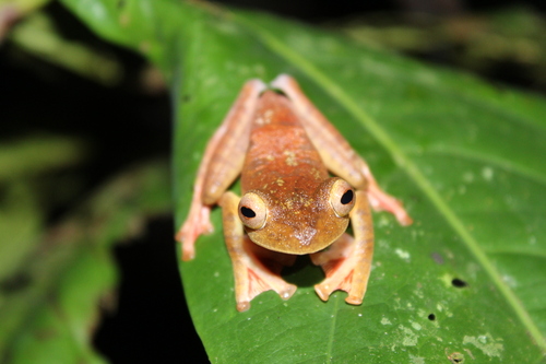Rhacophorus pardalis observed 2026-10-20