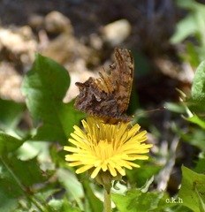 Polygonia comma