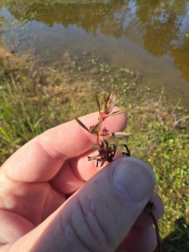 Ludwigia palustris observed 2026-10-20