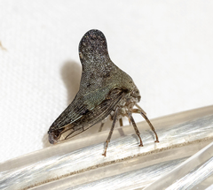 Telamonini