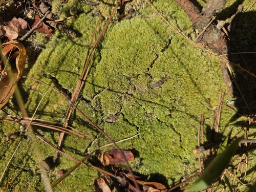 Leucobryum albidum observed 2026-10-20