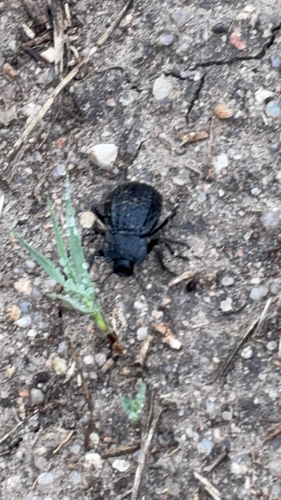 Philolithus sordidus