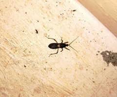 Ectomocoris cordiger