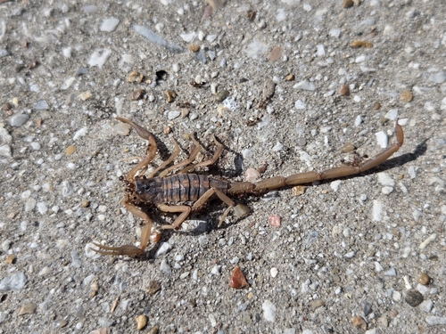 Striped Bark Scorpion
