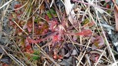 Drosera villosa