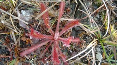 Drosera villosa
