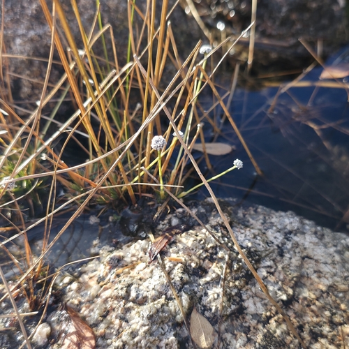 Eriocaulon observed 2026-10-20