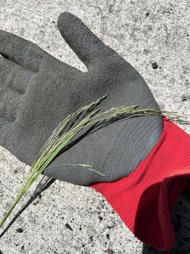 Lachnagrostis filiformis observed 2026-10-20