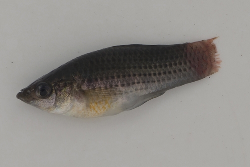 Poecilia latipinna observed 2026-10-20